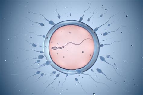 temps spermatozoide feconde ovule|En combien de temps un spermatozoïde atteint